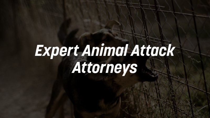 Contact an expert dog attack attorney